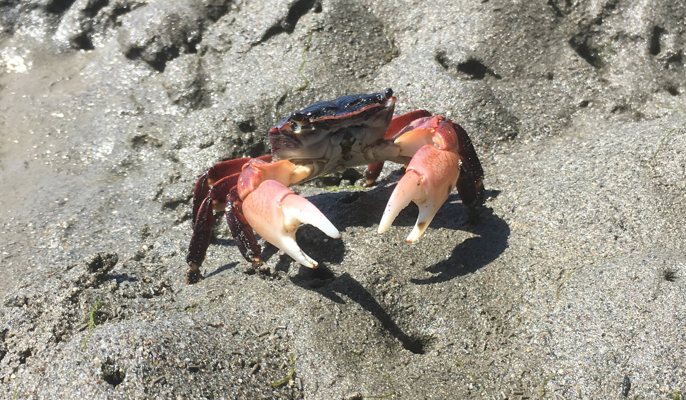 Marine crab; Photo credit: Katy Dynarski