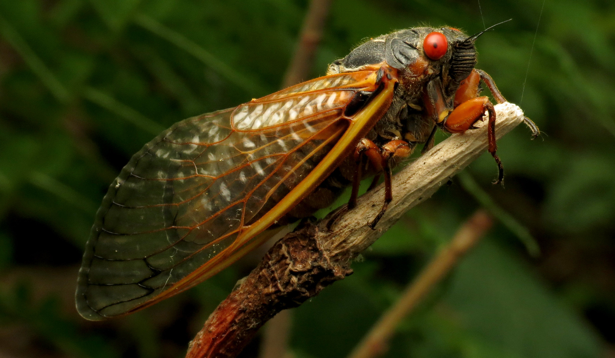 Photo of cicada taken by Katja Shulz; https://flickr.com/photos/86548370@N00/34795761016