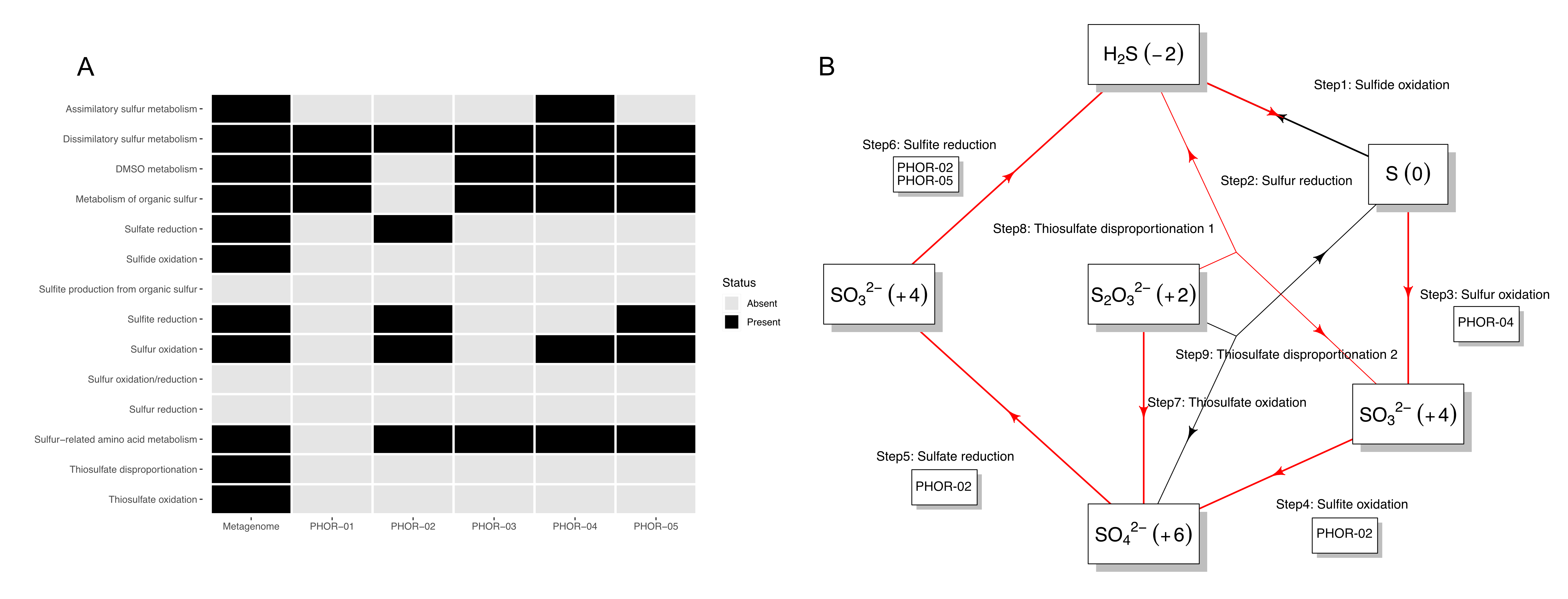 Figure 3 / Heatmap of [redicted sulfur metabolism profiles