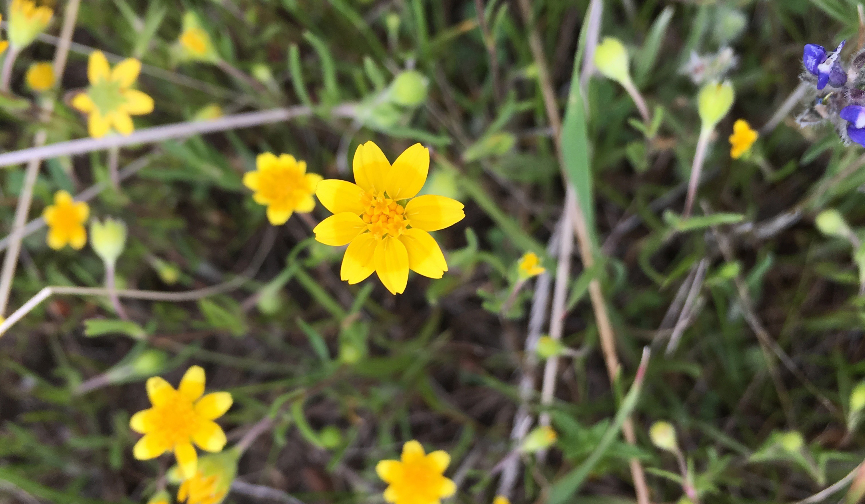 Photo of CA wildflowers; Photo credit: Andrew Latimer