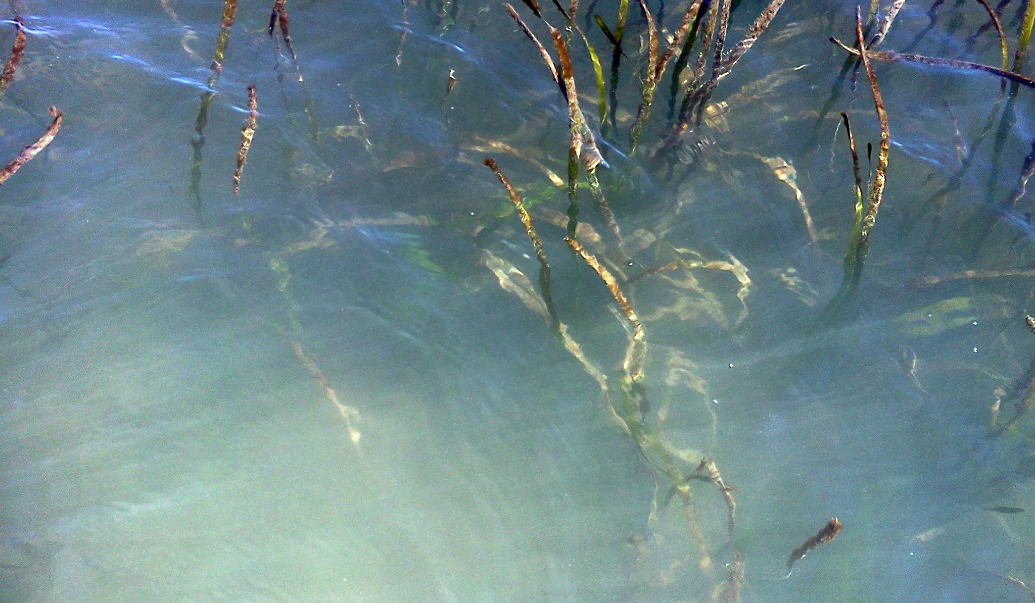 Photo of seagrass